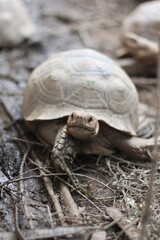 
African Sulcata Tortoise Natural Habitat,Close up African spurred tortoise resting, cute animal
