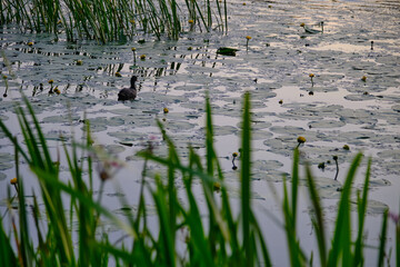 beautiful duck on the pond
