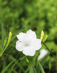 Beautiful white flowers in the garden