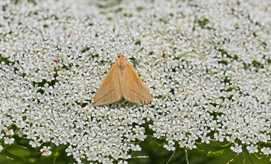 This cute moth, scientifically named Rhodometra sacraria, is one of the rare species seen in the...