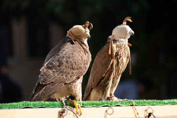 Close-up of hawk at a falconry farm in Doha Qatar.