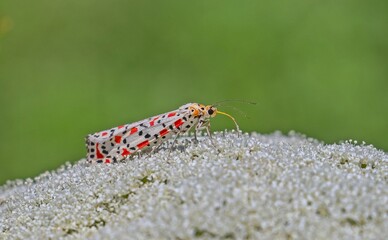 The scarlet-spotted moth (Utetheisa pulchella) beauty is admirable. It is a common species in Diyarbakır Tigris Valley. 