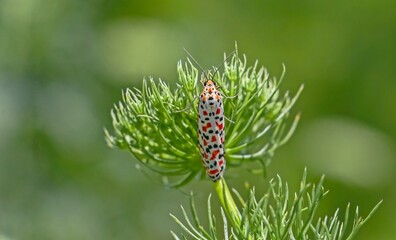 The scarlet-spotted moth (Utetheisa pulchella) beauty is admirable. It is a common species in Diyarbakır Tigris Valley. 