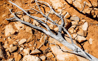 Death Tree