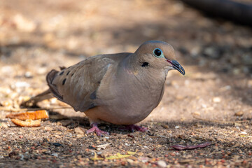 Obraz premium Mourning dove foraging on the ground