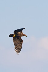 Junger Seeadler bei der Jagd an der Ostsee	
