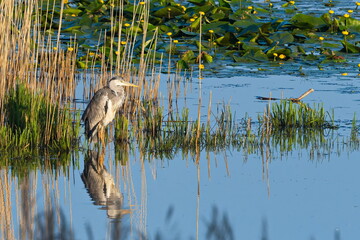 Graureiher bei der Jagd in der Morgensonne