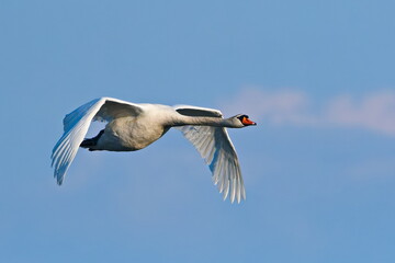 Fliegender Höckerschwan in der Oberlausitz