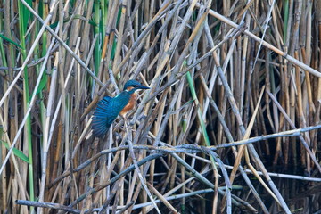 Männlicher Eisvogel bei der Gefiederpflege