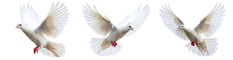Obraz premium Set of Single White Pigeon with Wings Spread in Flight, Side View, Isolated on Transparent Background”