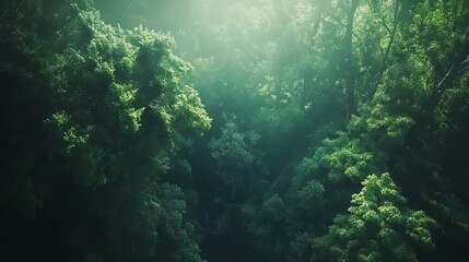 Fototapeta premium Aerial view of a dense forest canopy