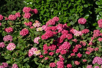 Pink hydrangea macrophylla blossoming near green hedge in garden