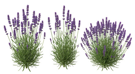 Isolated Lavender Plants