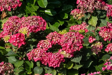 Bright pink hydrangea macrophylla blossoming in garden sunlight