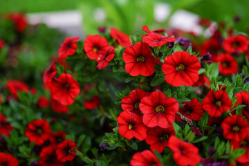 Obraz premium Close-up of vibrant red Calibrachoa flowers blooming in a garden