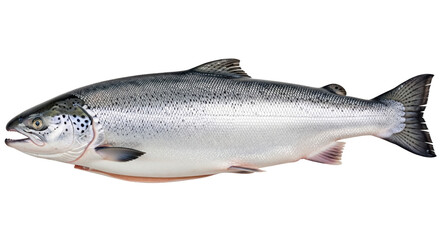 Isolated Salmon Fish