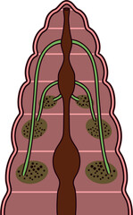 Scheme of pharyngeal nephridial system with blood glands of Pheretima earthworm for biology lesson. Diagram of excretory system of earthworm