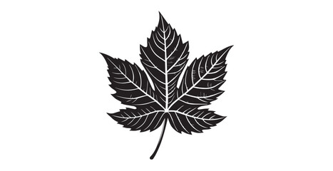 Obraz premium Detailed black maple leaf with intricate vein patterns in silhouette