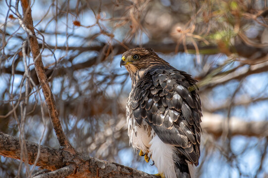 Juvenile Cooper's hawk in a pine tree