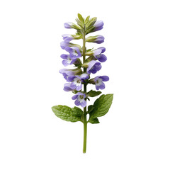 Close up of a scutellaria baicalensis plant with purple flowers and green leaves isolated on transparent background
