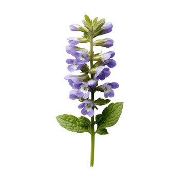 Fototapeta Close up of a scutellaria baicalensis plant with purple flowers and green leaves isolated on transparent background