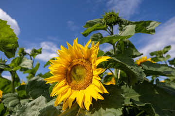 Sunflower flower close-up. Beautiful yellow sunflower field, sunflower plantation, flooded with...
