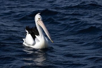 Portrait of a pelican floating on a dark blue textured ocean surface on a bright sunny day.