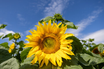 Sunflower flower close-up. Beautiful yellow sunflower field, sunflower plantation, flooded with...