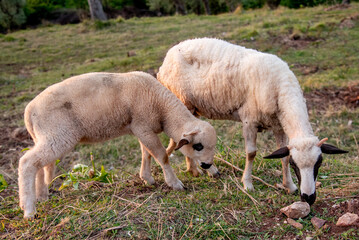 Herd of mountain sheep grazing on hilly green meadow, farm animals walking