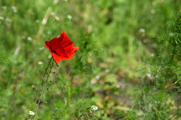 A red poppy is blossoming outdoor in sunny summer day.