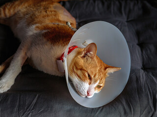 Sick cat, cat wearing a protective plastic collar cone