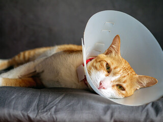 Sick cat, cat wearing a protective plastic collar cone