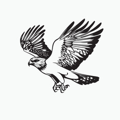 hawk bird