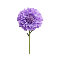 Fototapeta premium Single delicate purple scabiosa pincushion flower with a green stem isolated on transparent background