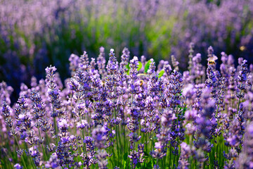Lavendelfeld Lavendel