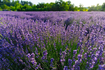 Lavendelfeld Lavendel