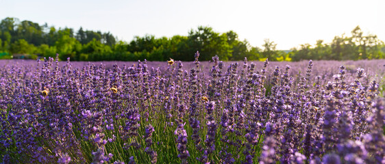 Lavendelfeld Lavendel