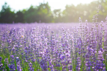 Lavendelfeld Lavendel