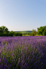 Lavendelfeld Lavendel