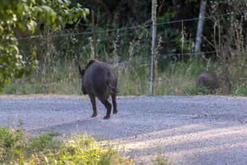 A mother boar pig is leading her three piglets across a road. The scene is peaceful and natural,...