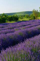Lavendelfeld Lavendel