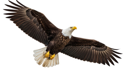 Isolated Bald Eagle Flying