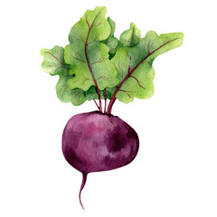 watercolor hand drawn beet isolated in transparent background. beet for packaging. illustration of red beets