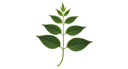 Isolated Green Branch