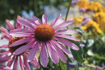 Purple coneflower