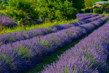 Lavendelfeld Lavendel