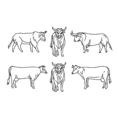 Black and white line art of various cows and bulls