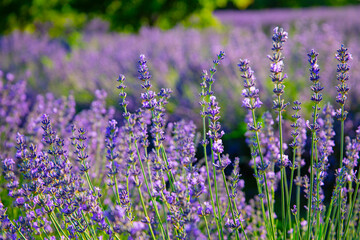 Lavendelfeld Lavendel