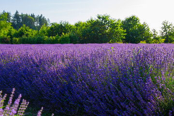 Lavendelfeld Lavendel