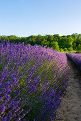 Lavendelfeld Lavendel